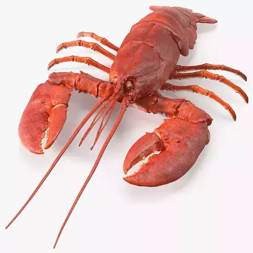 Boiled Lobster 3D model 2
