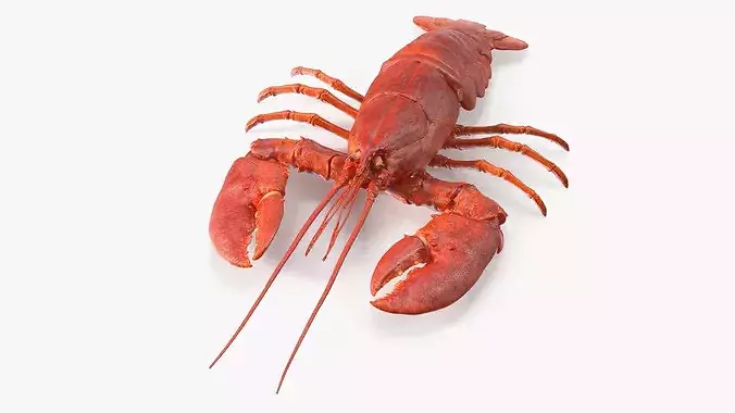 Boiled Lobster 3D model 3