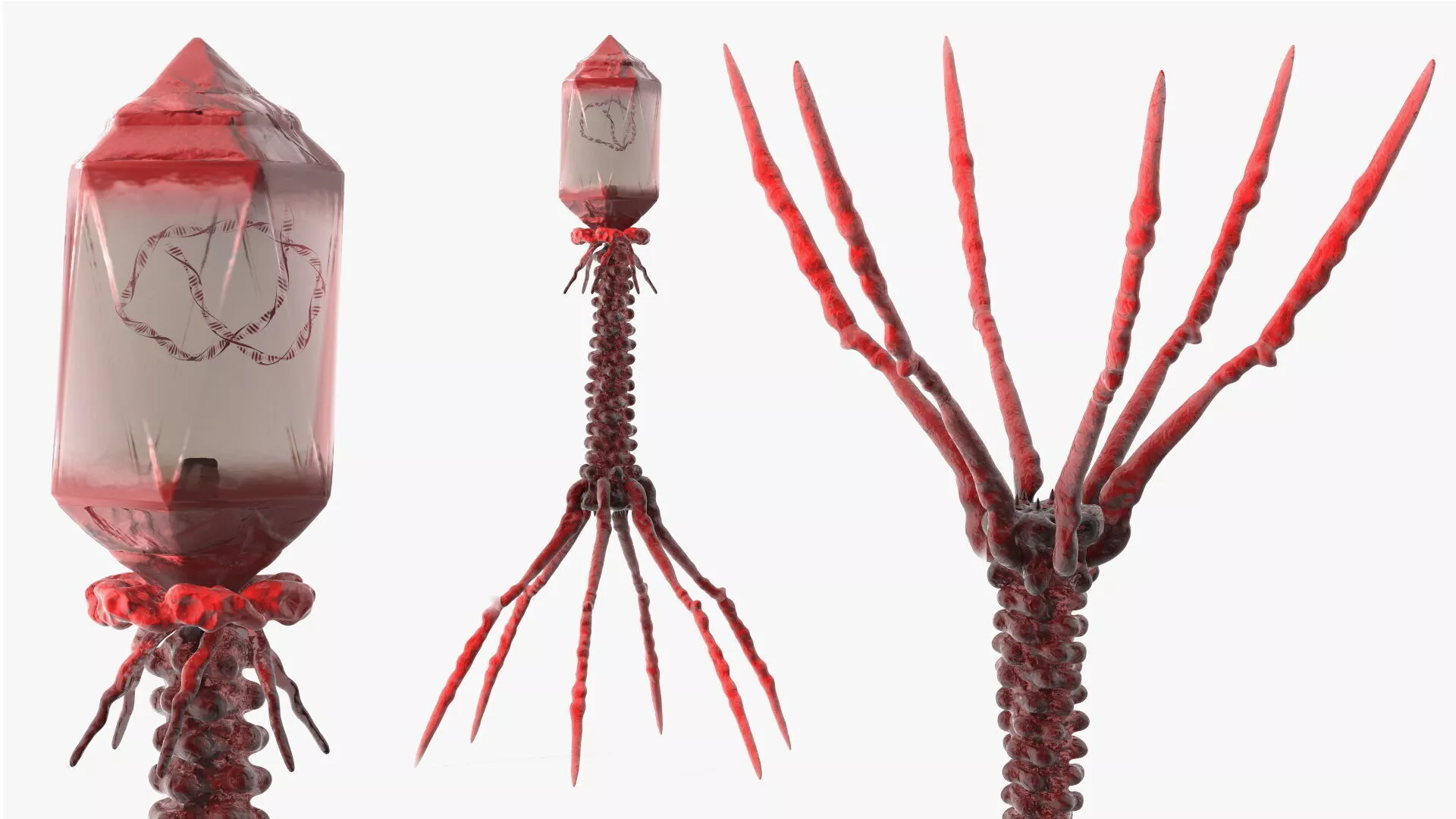 Helicobacter Pylori Bacteria with Virus Animated Rigged 3D model