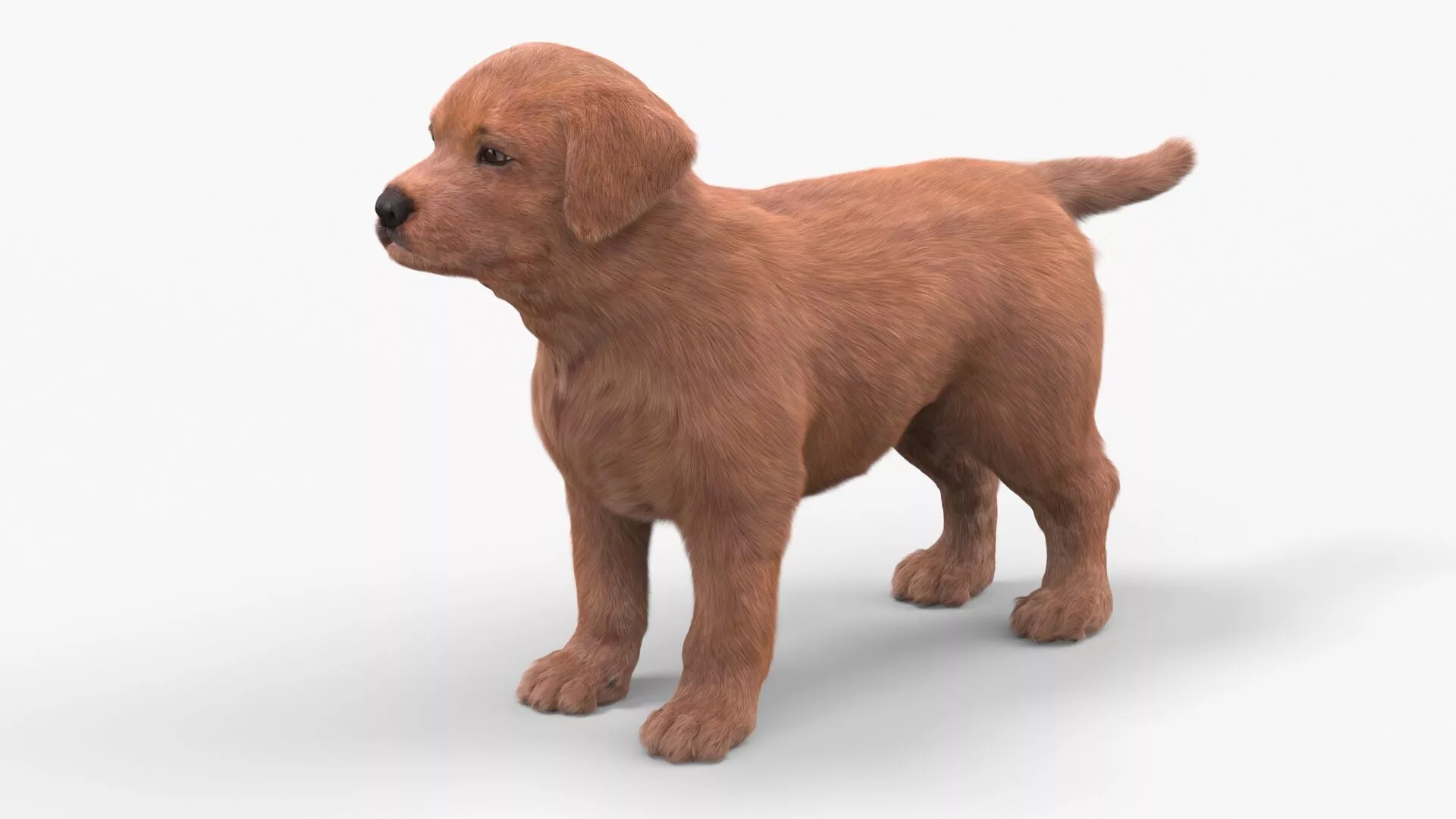 Brown Labrador Retriever Puppy Fur for Cinema 4D 3D model