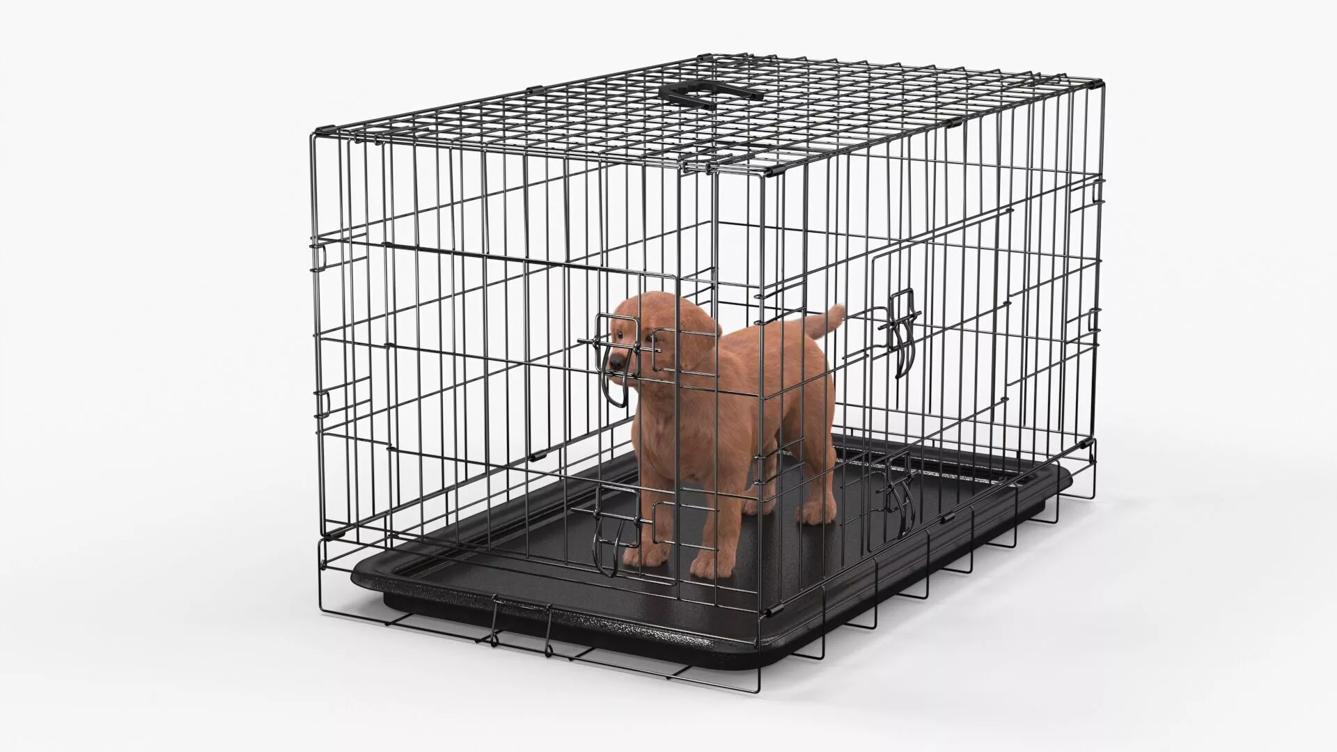 Brown Labrador Retriever Puppy in Cage Fur for Maya 3D model