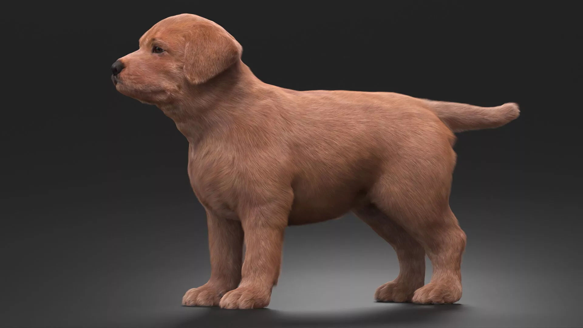 Brown Labrador Retriever Puppy Fur for Maya 3D model