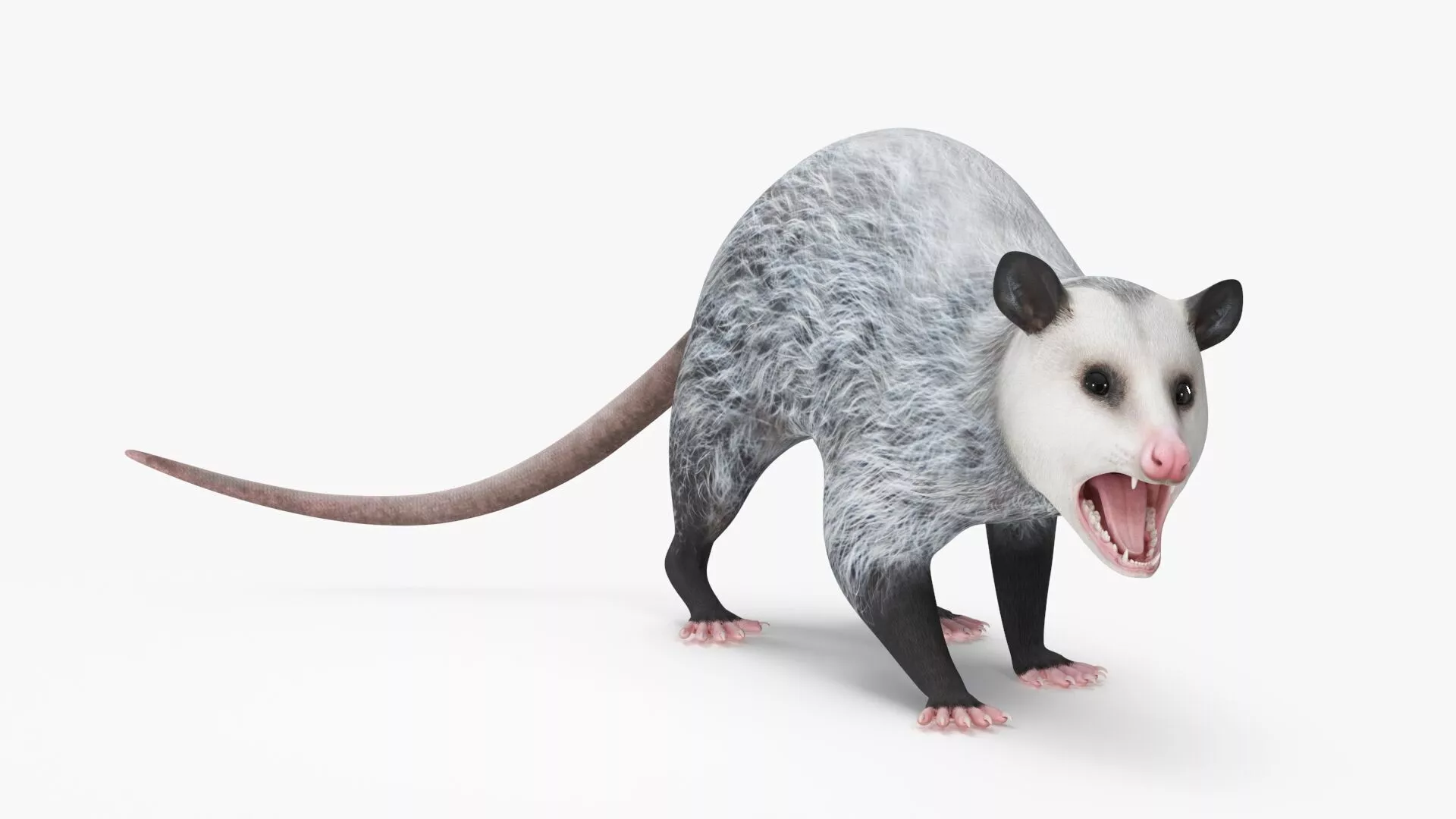 Opossum Rigged for Maya 3D model