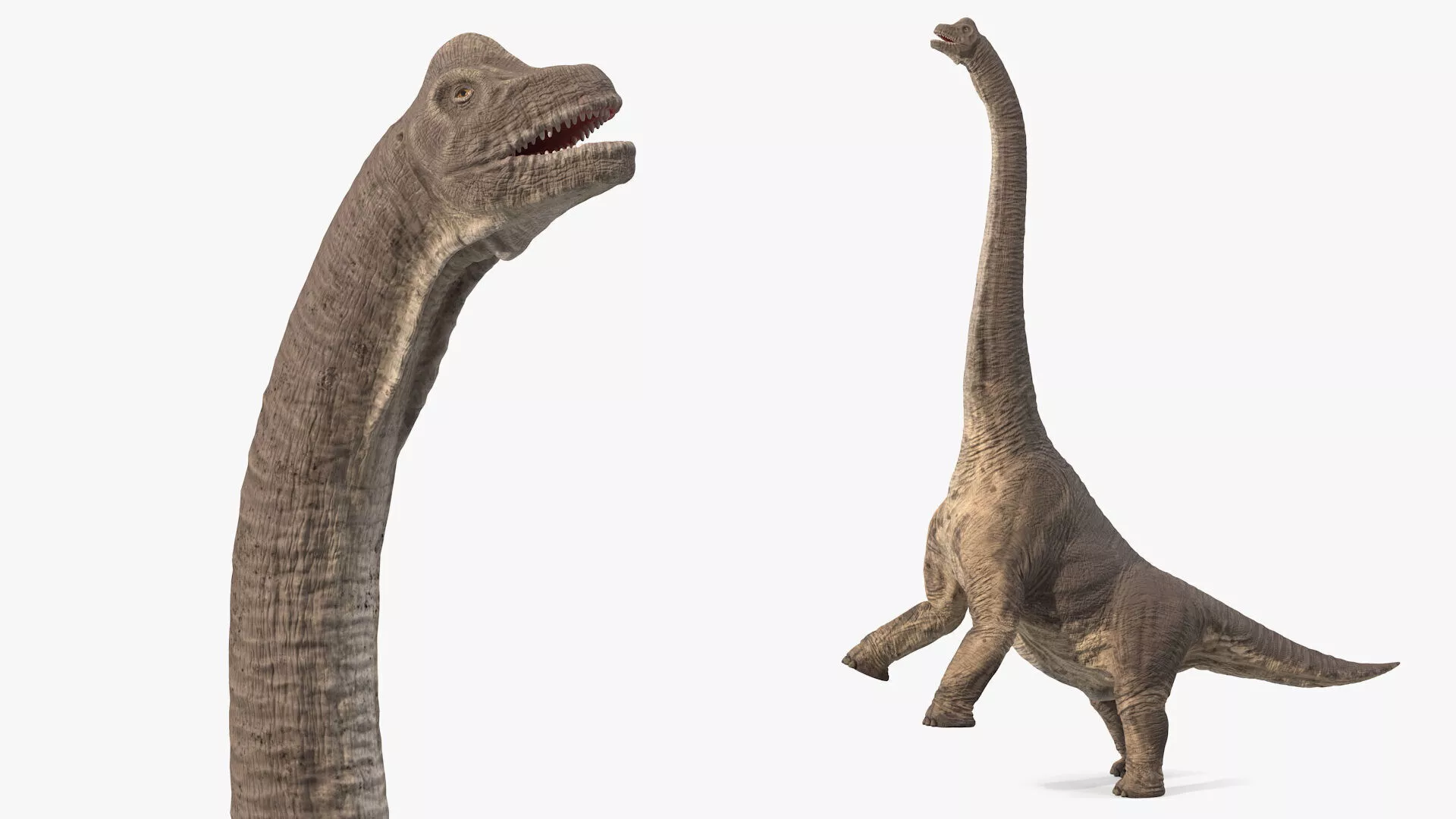 Brachiosaurus Dinosaur Rigged for Maya 3D model