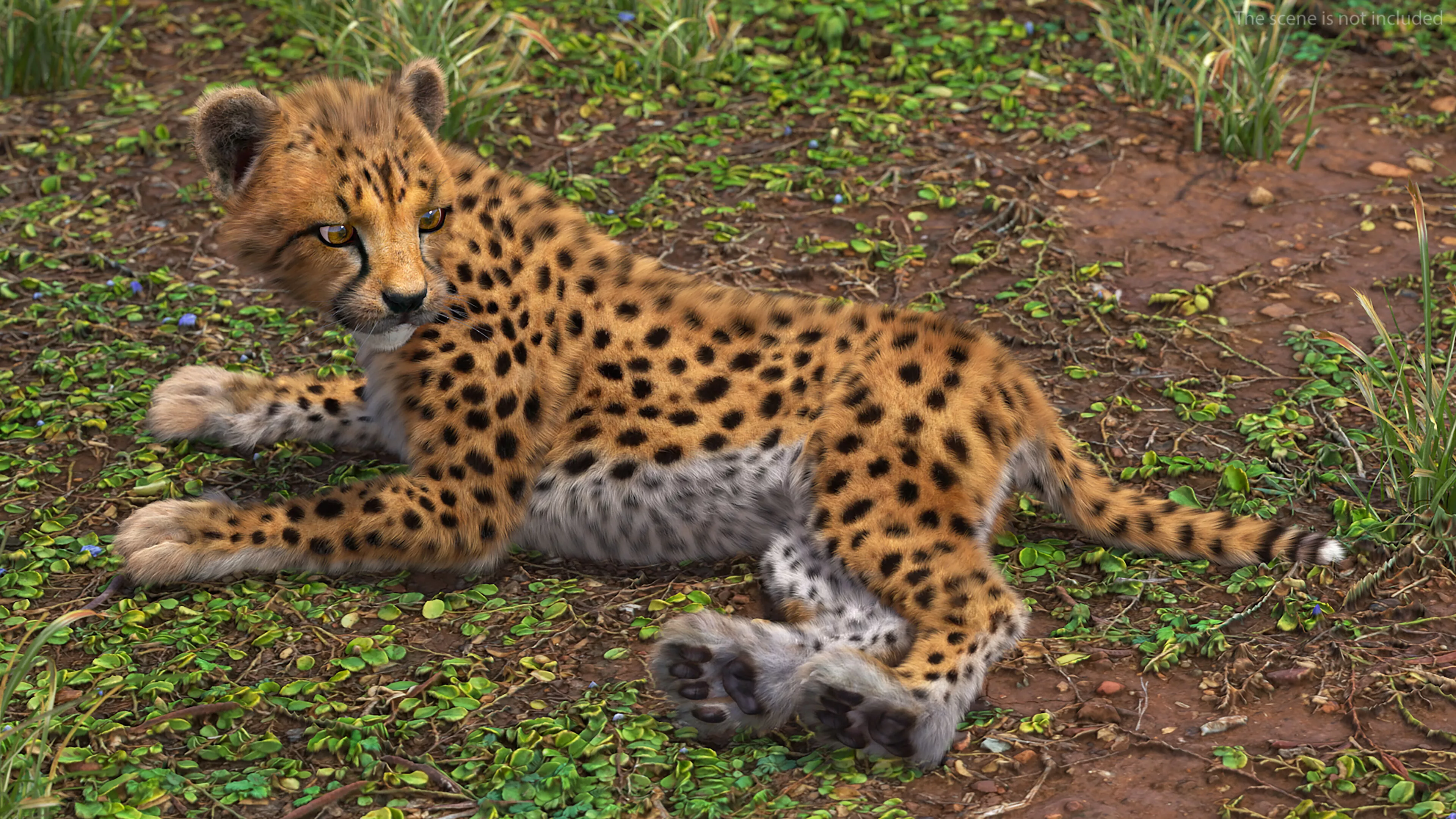 Cheetah Cub Lying Pose Fur for Maya 3D model