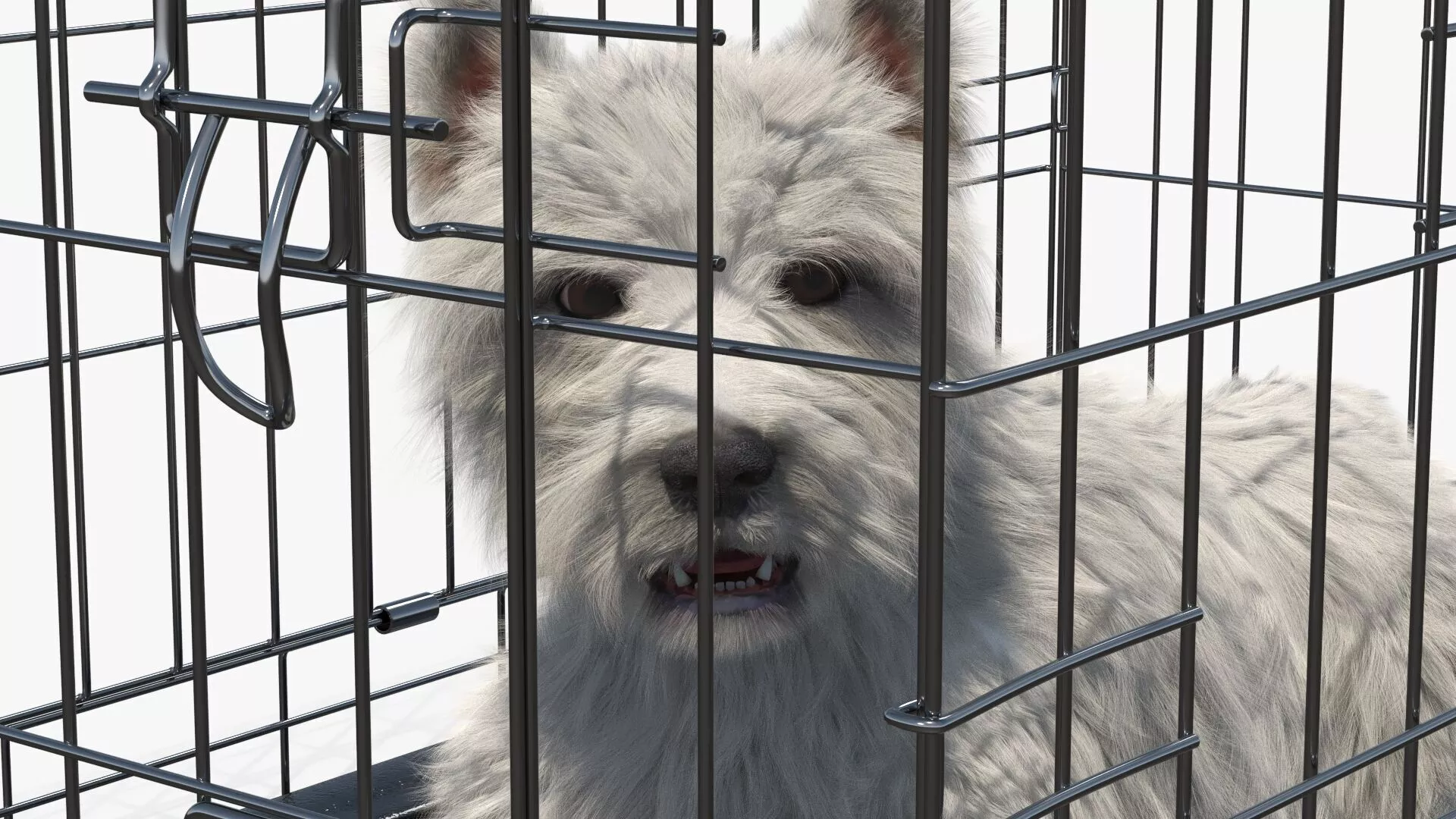 West Highland White Terrier Lying Down Pose in Cage Cinema 4D 3D model
