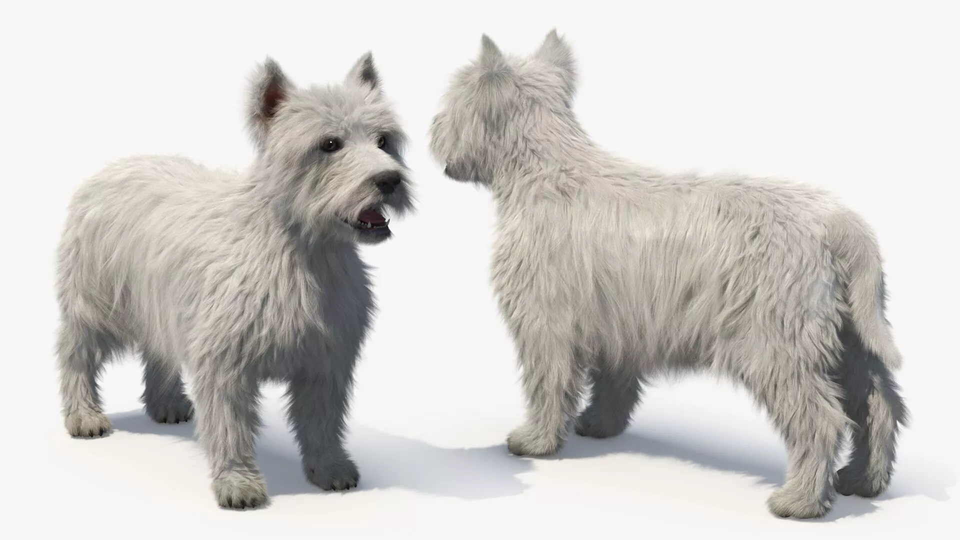 West Highland White Terrier Standard Pose Fur for Cinema 4D 3D model