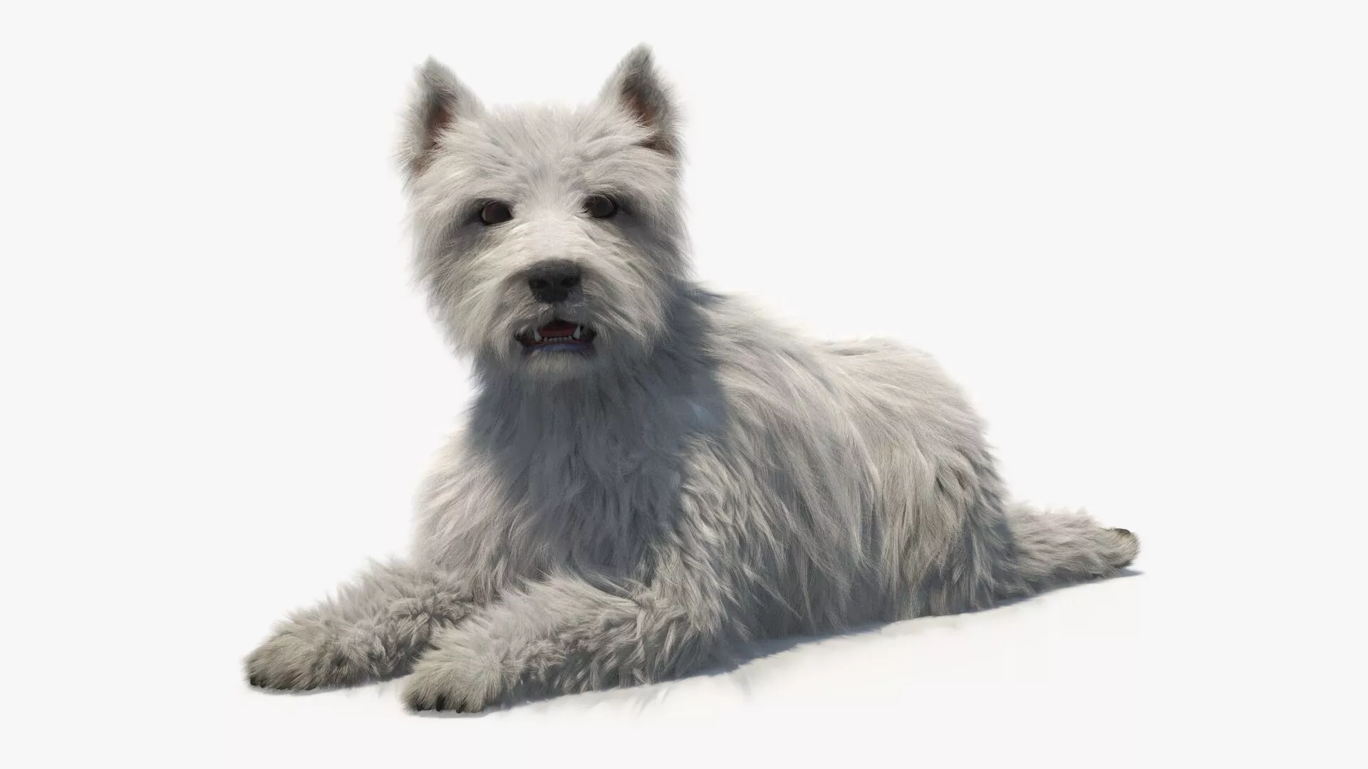 West Highland White Terrier Lying Down Pose Fur for Cinema 4D 3D model