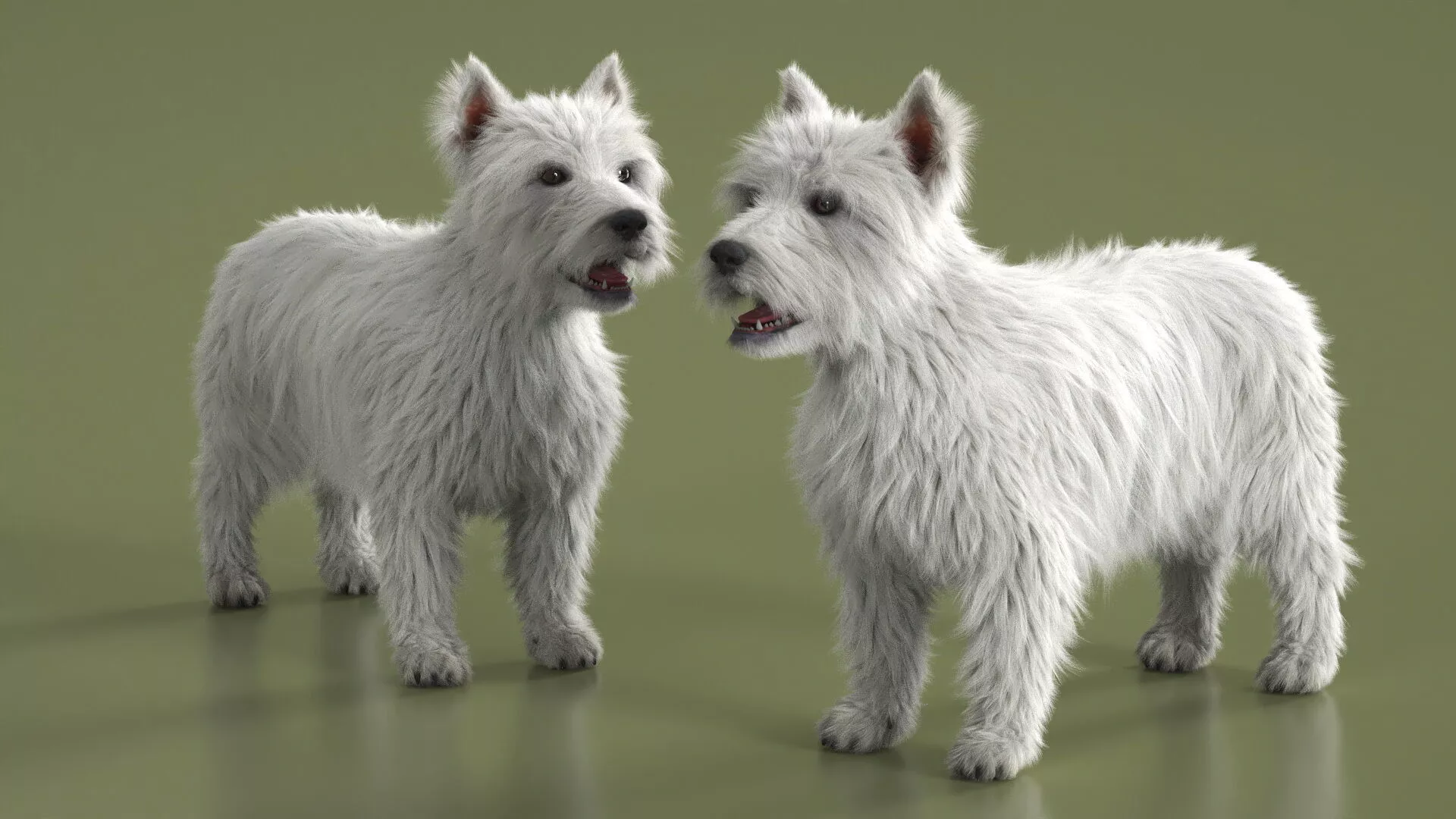 West Highland White Terrier Standard Pose Fur for Maya 3D model