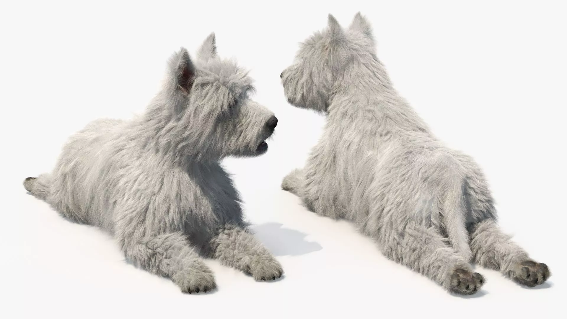 West Highland White Terrier Lying Down Pose Fur for Maya 3D model