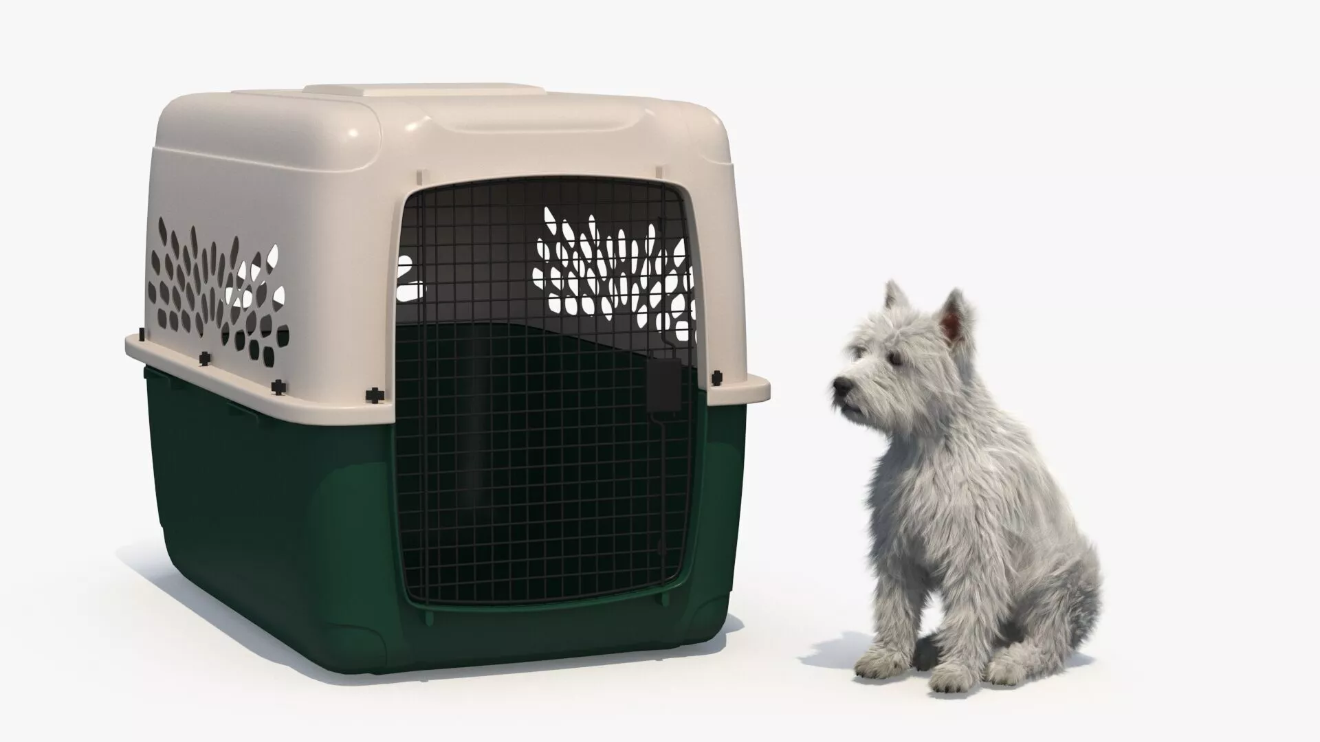 West Highland White Terrier in Pet Carrier Fur for Maya 3D model