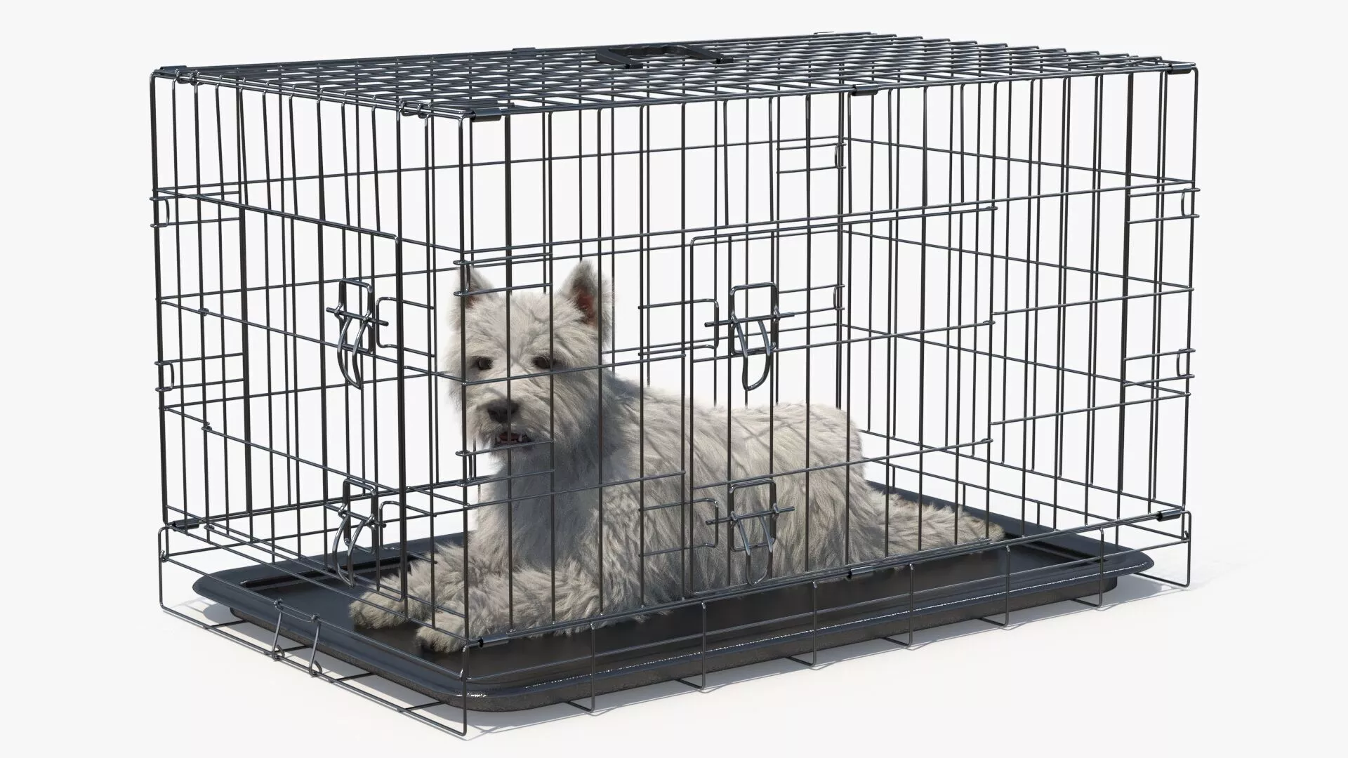 West Highland White Terrier Lying Down Pose in Cage Fur for Maya 3D model