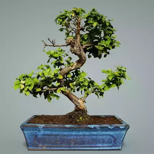 Bonsai Tree