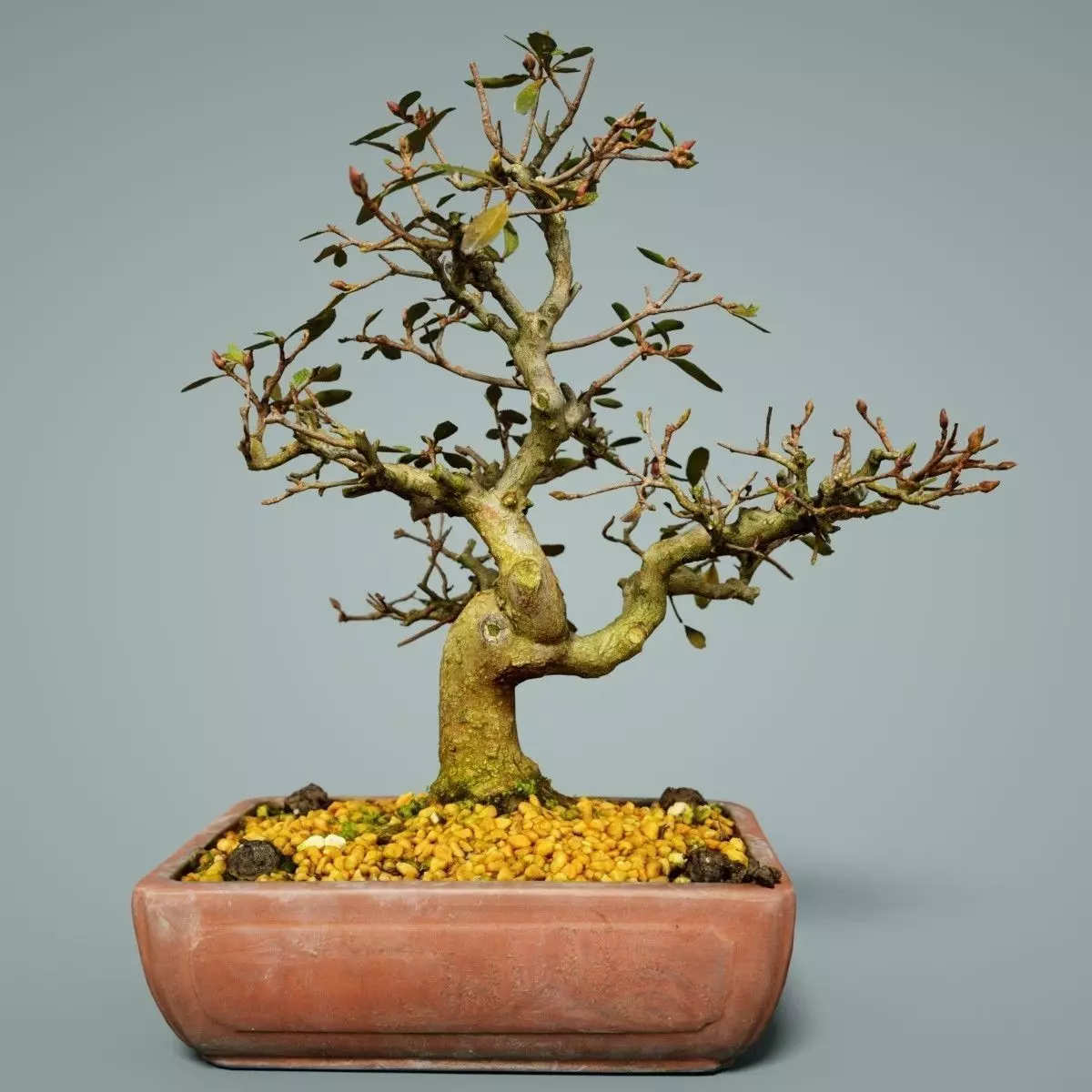 Bonsai Tree Low-poly 3D model_0
