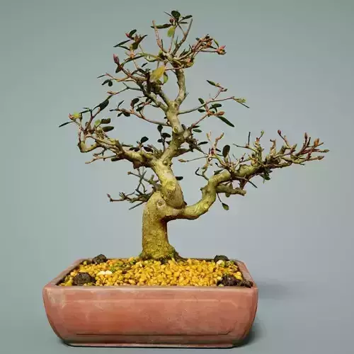 Bonsai Tree