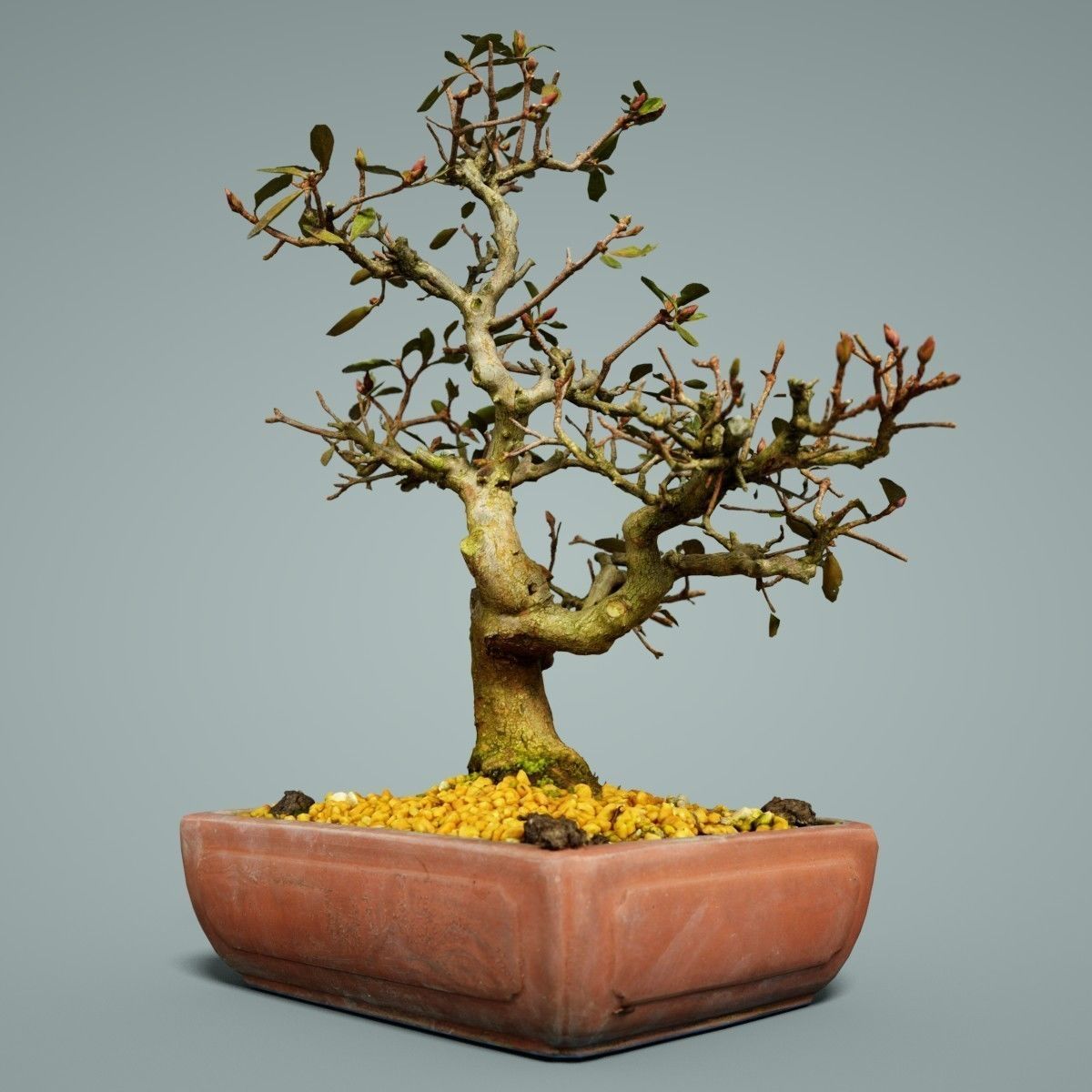 Bonsai Tree Low-poly 3D model_5
