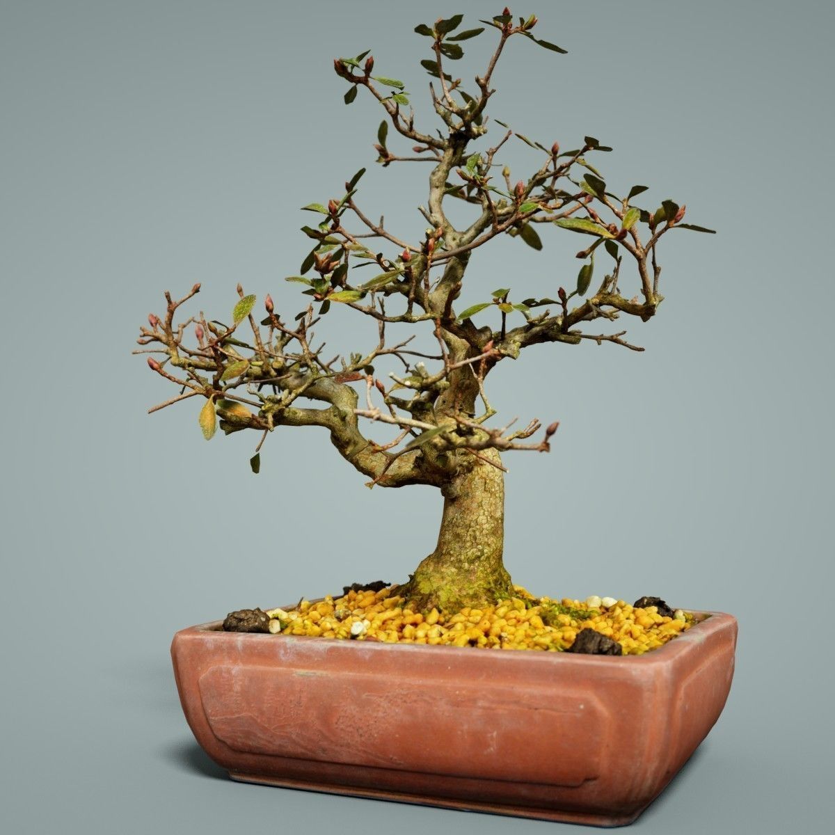 Bonsai Tree Low-poly 3D model_4