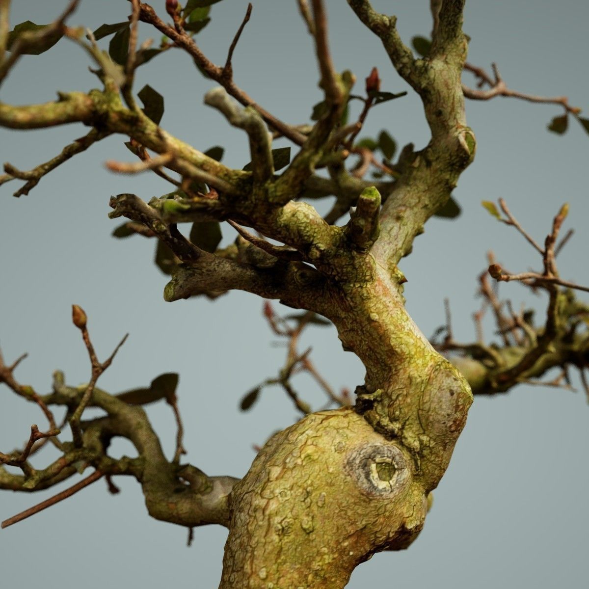 Bonsai Tree Low-poly 3D model_3