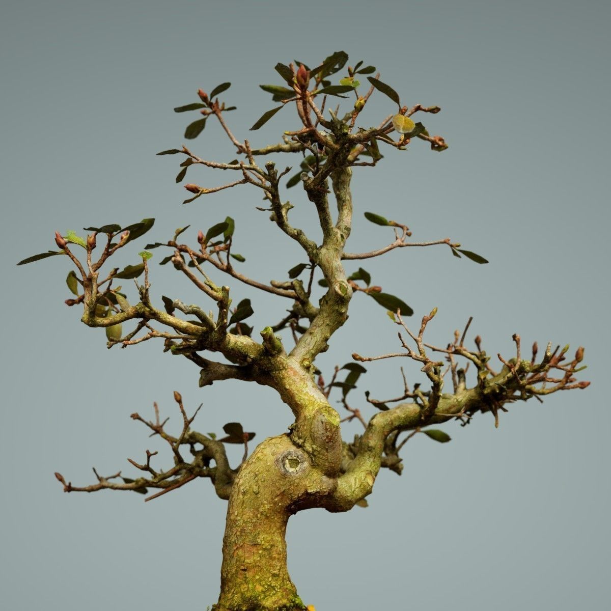 Bonsai Tree Low-poly 3D model_2