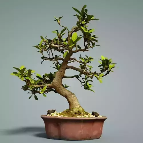 Bonsai Tree