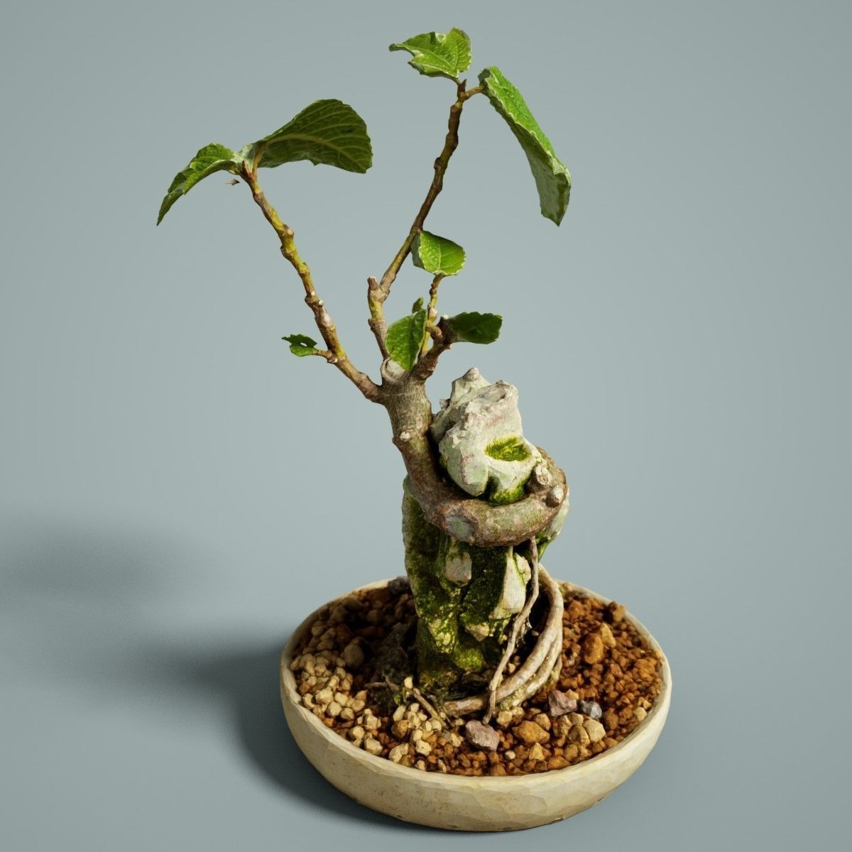 Bonsai Tree Low-poly 3D model_2