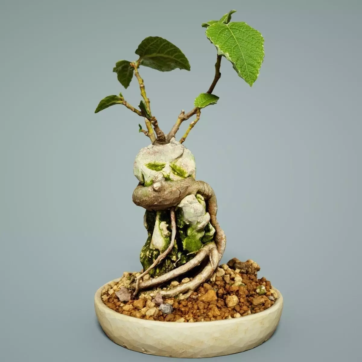 Bonsai Tree Low-poly 3D model_0