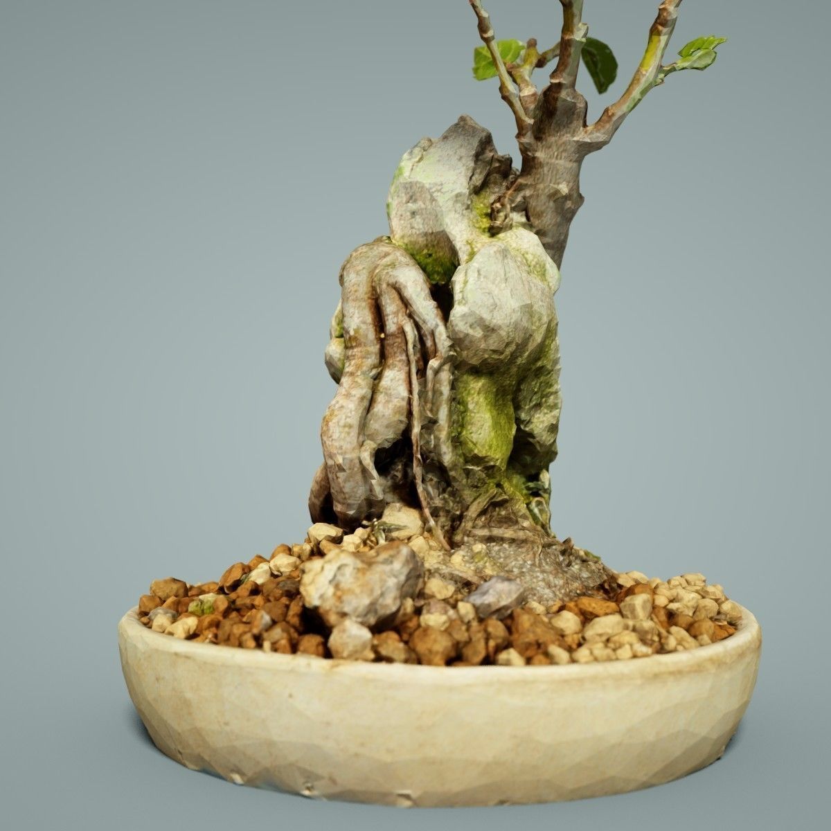 Bonsai Tree Low-poly 3D model_4