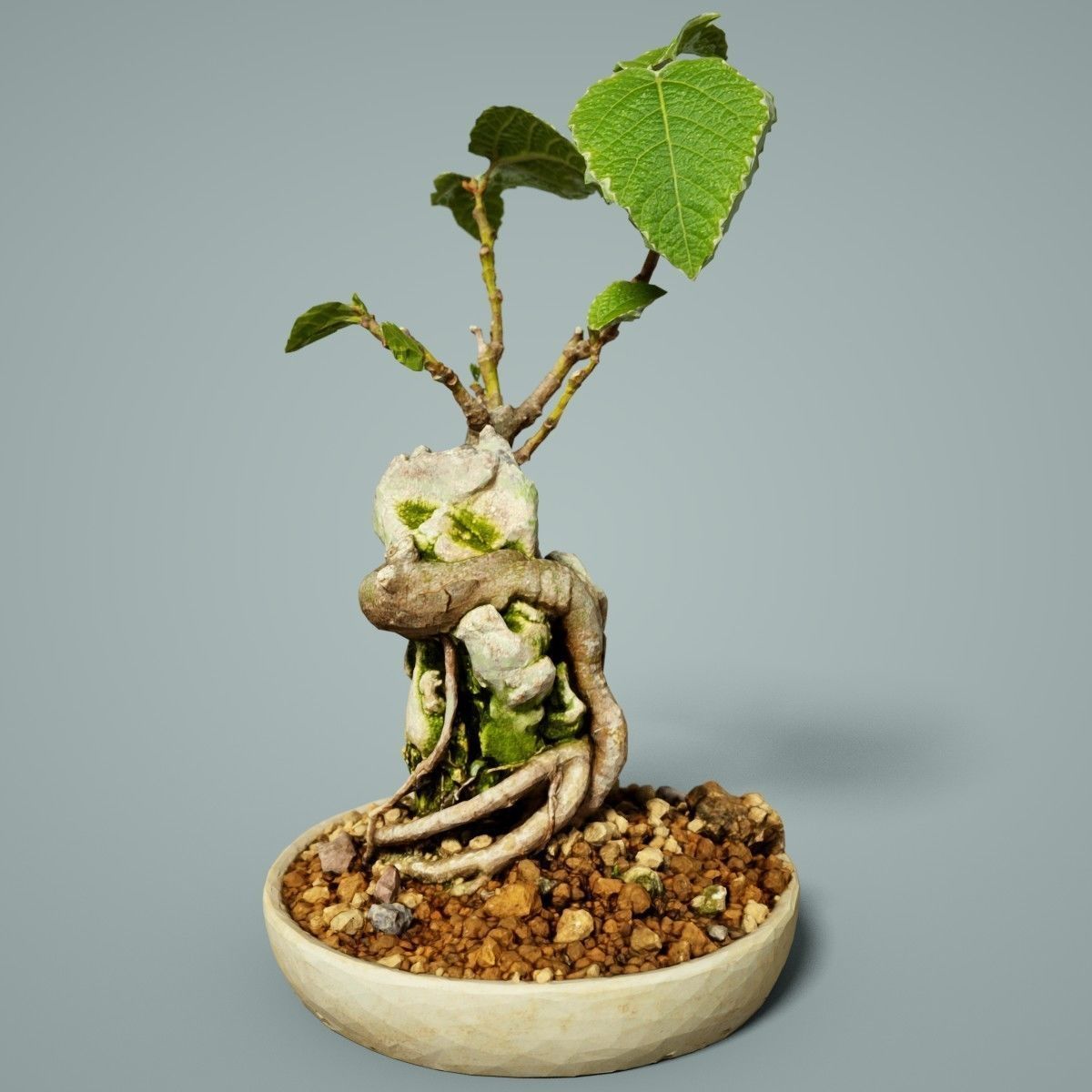 Bonsai Tree Low-poly 3D model_5