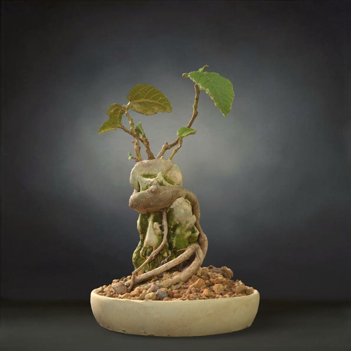 Bonsai Tree Low-poly 3D model_1