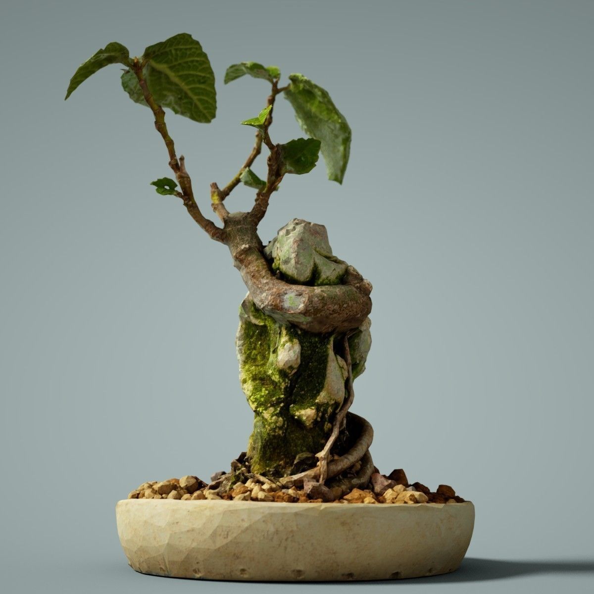 Bonsai Tree Low-poly 3D model_3