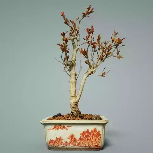 Bonsai Tree