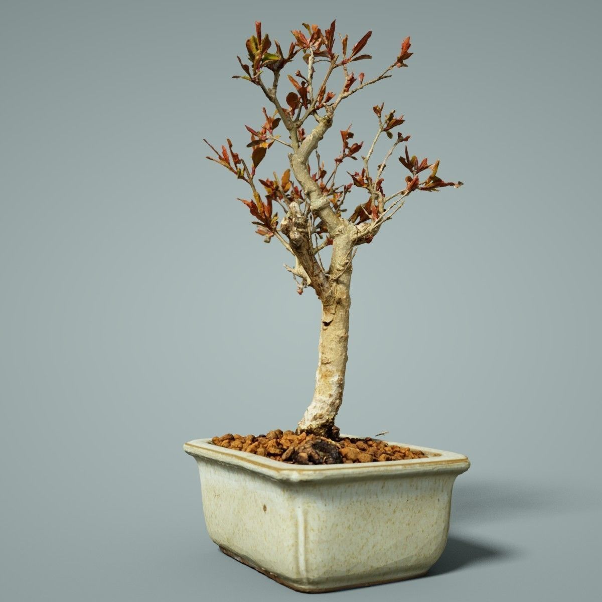Bonsai Tree Low-poly 3D model_4