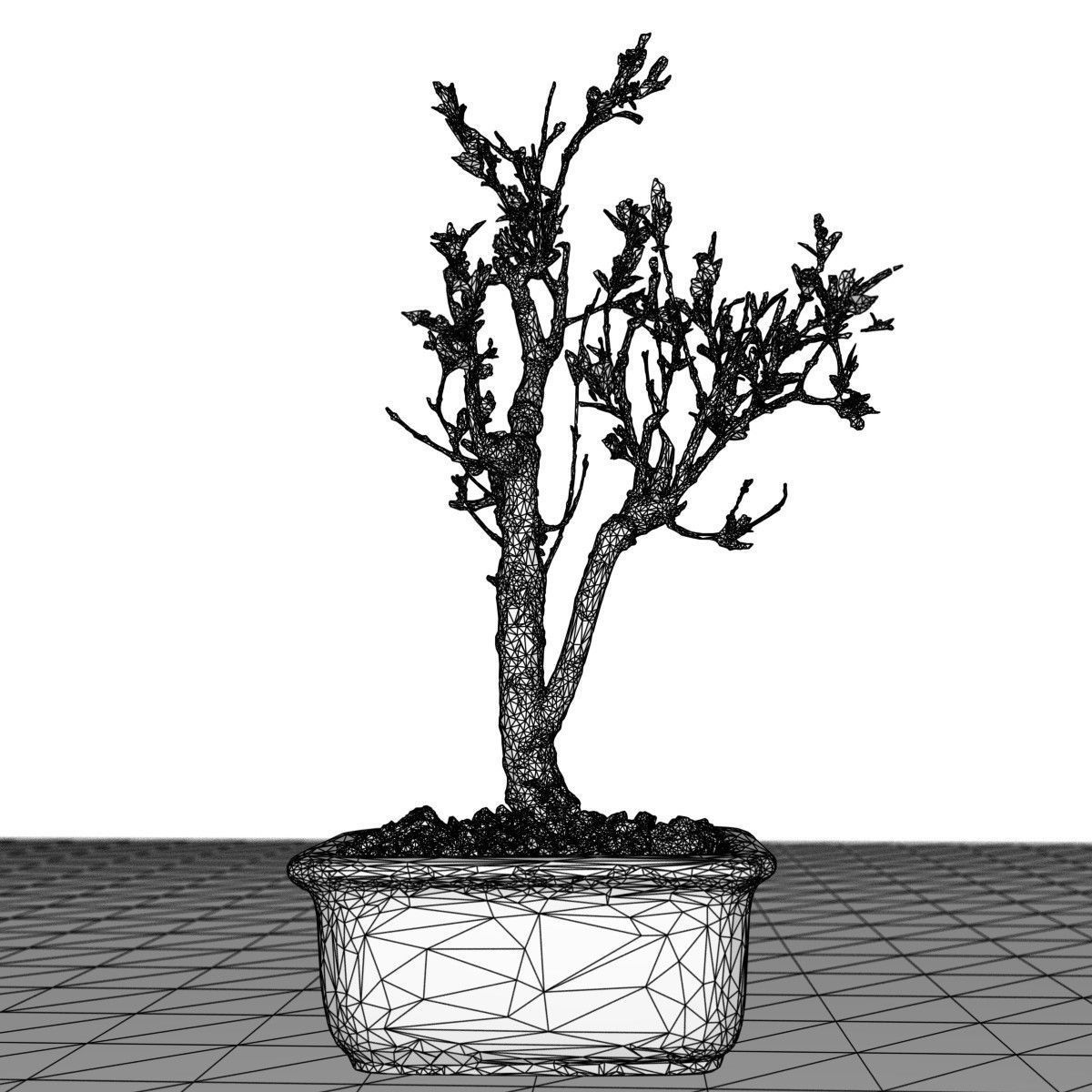 Bonsai Tree Low-poly 3D model_6