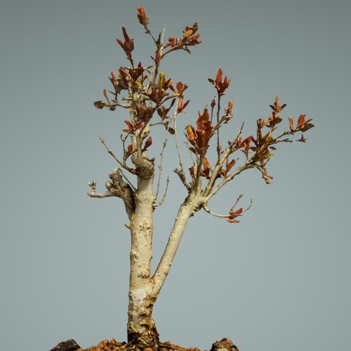 Bonsai Tree Low-poly 3D model_2