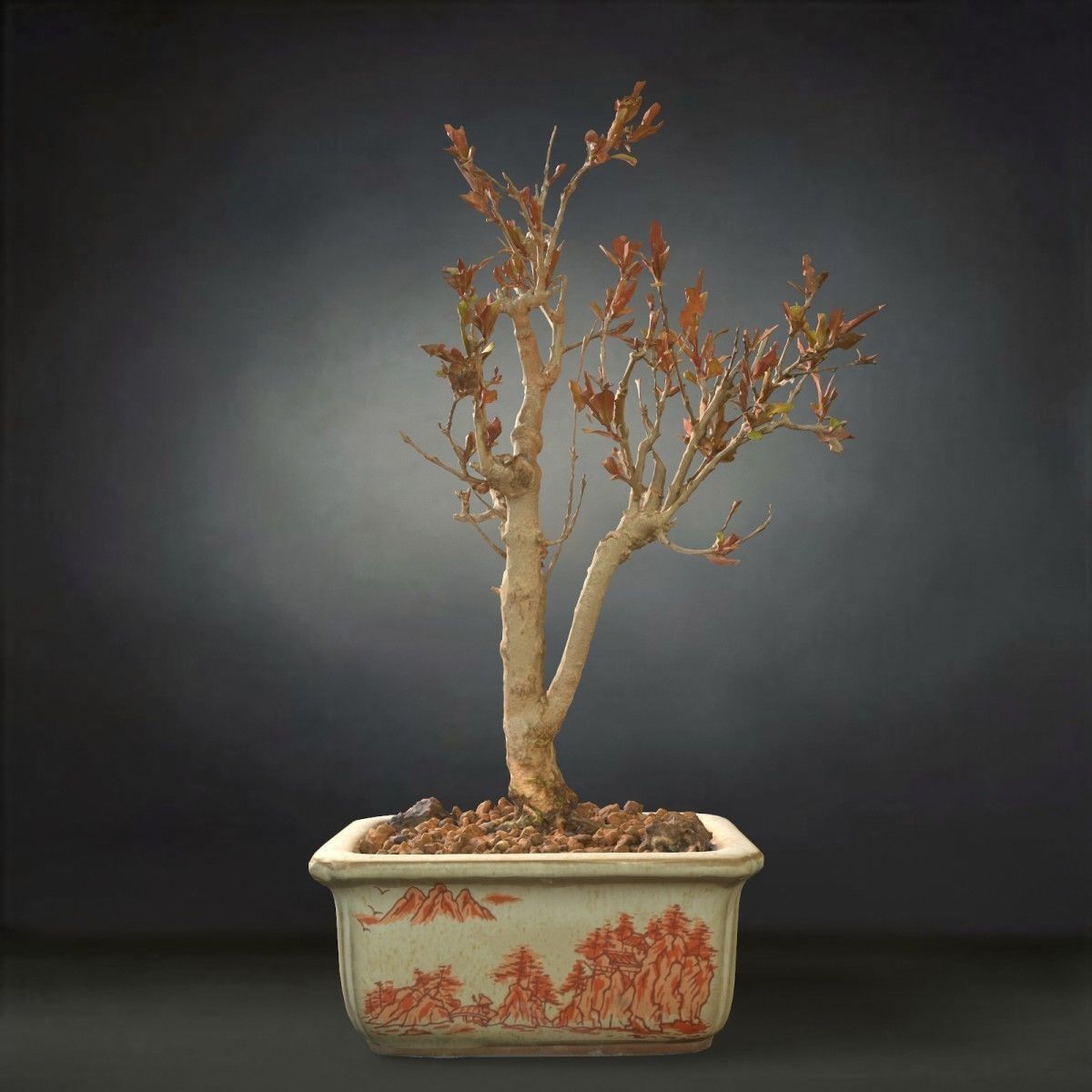 Bonsai Tree Low-poly 3D model_1