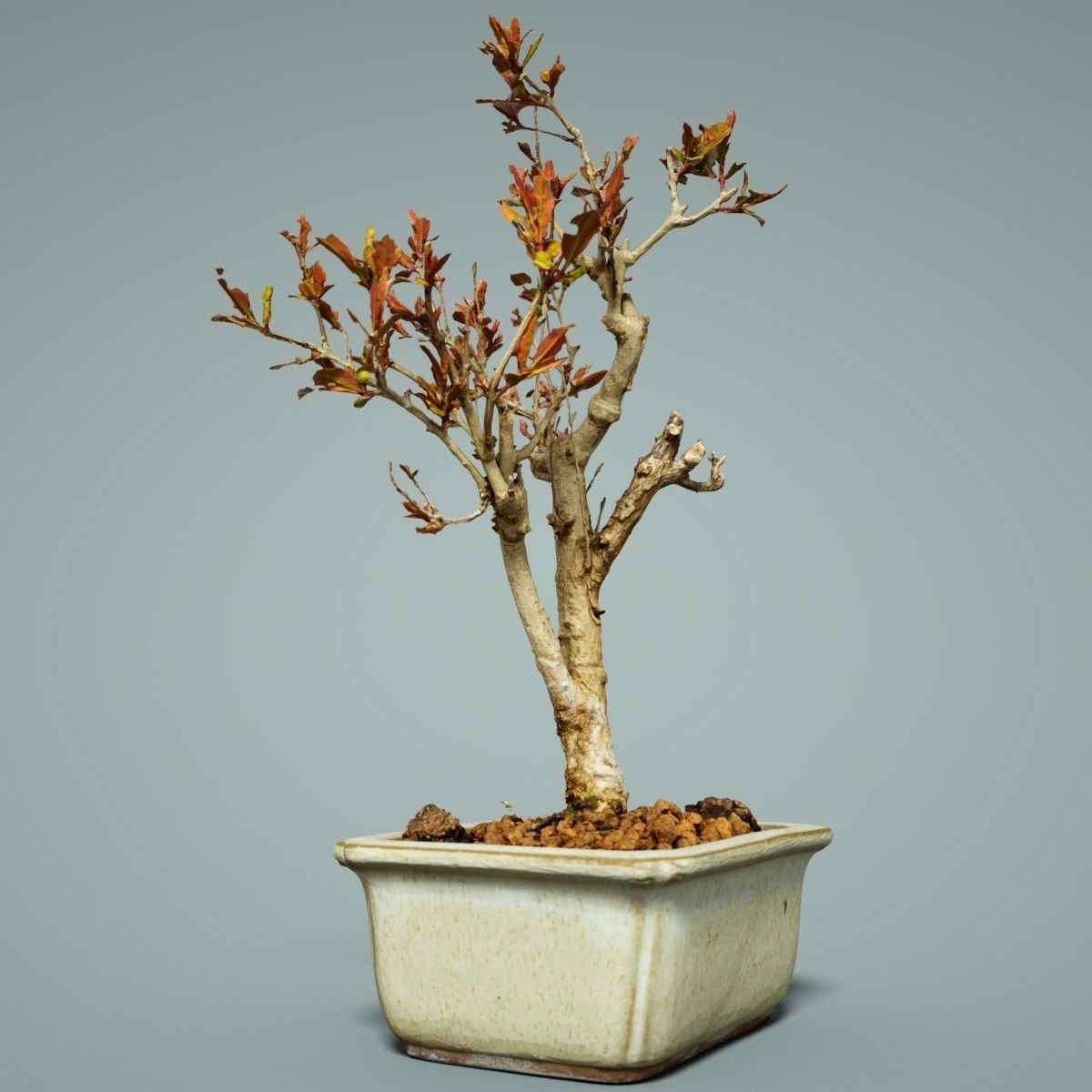 Bonsai Tree Low-poly 3D model_5