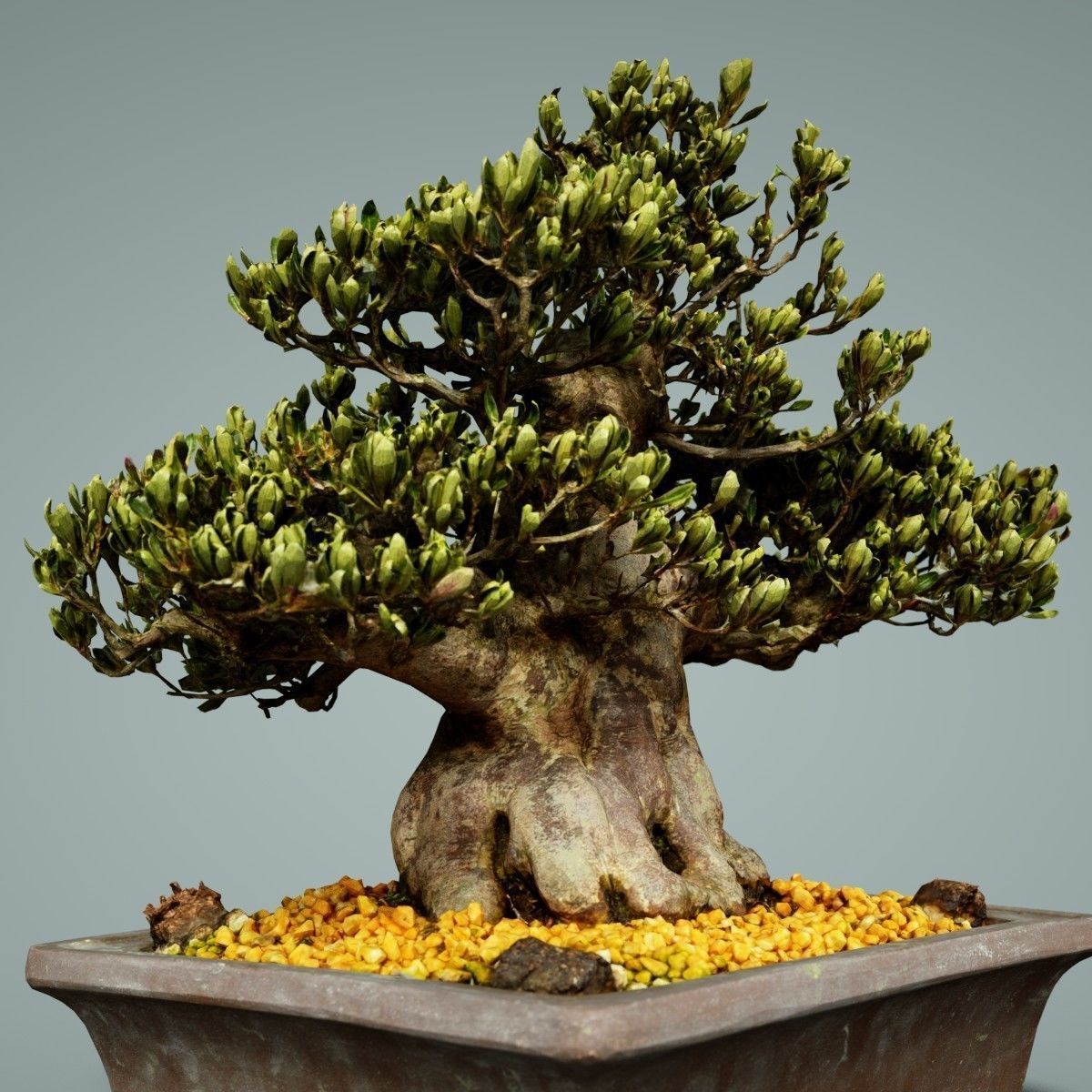 Bonsai Tree Low-poly 3D model_5