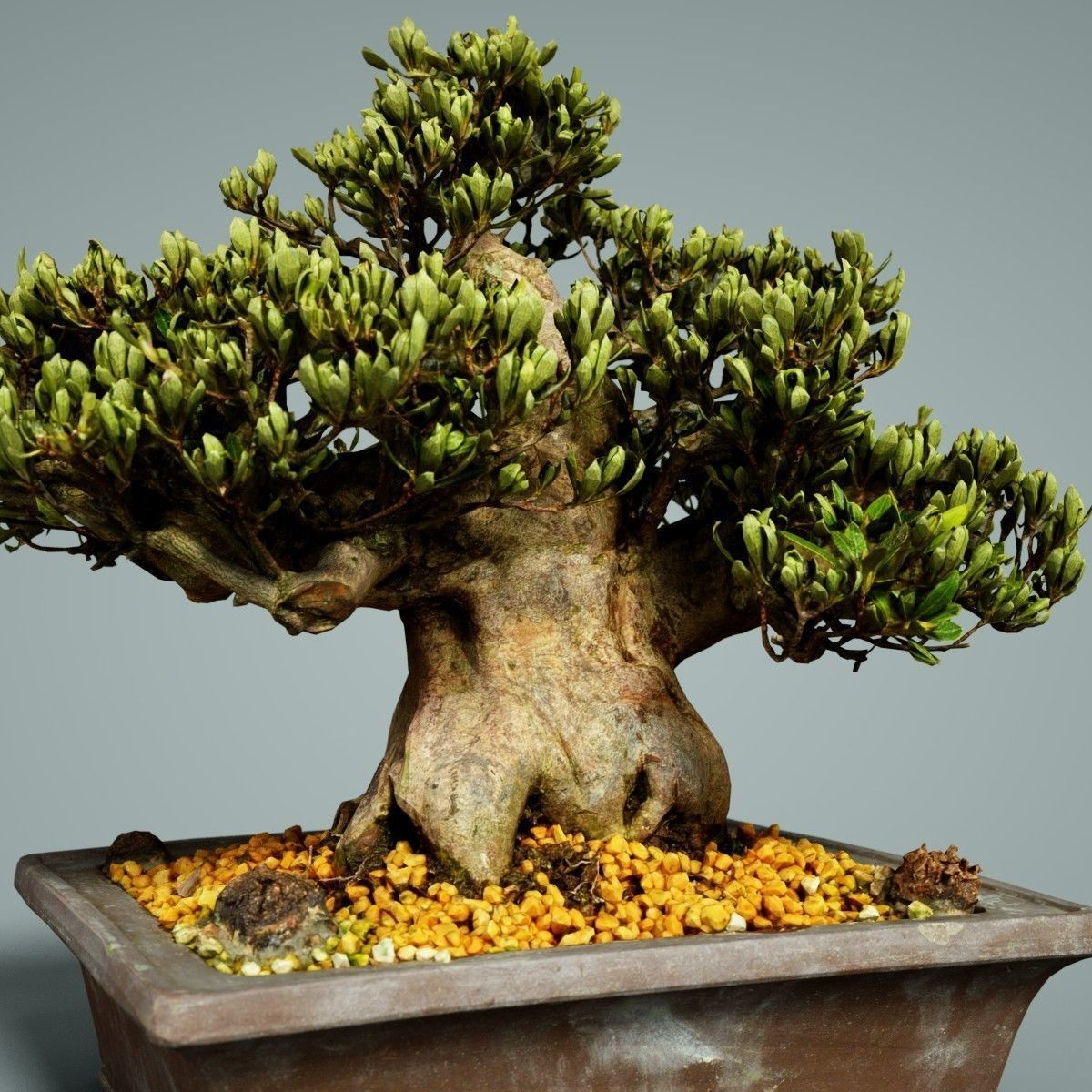 Bonsai Tree Low-poly 3D model_2