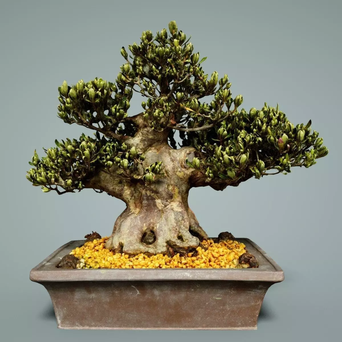 Bonsai Tree Low-poly 3D model_0