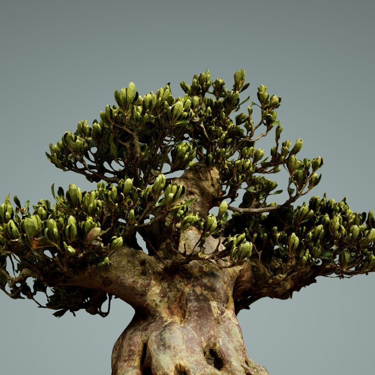 Bonsai Tree Low-poly 3D model_4
