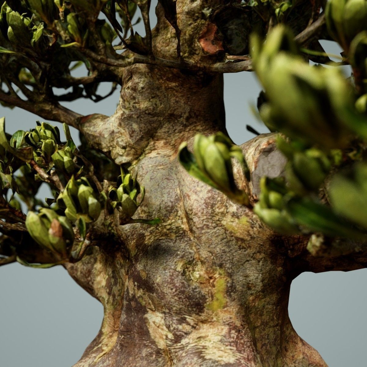 Bonsai Tree Low-poly 3D model_3