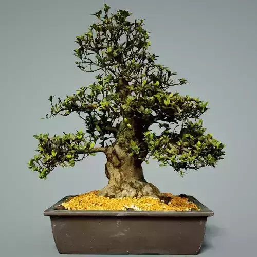 Bonsai Tree