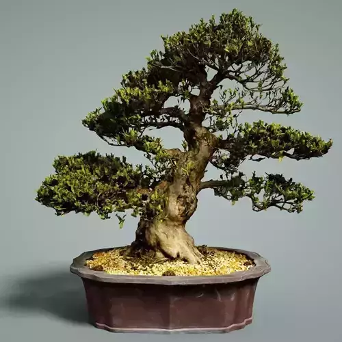 Bonsai Tree Low-poly 3D model