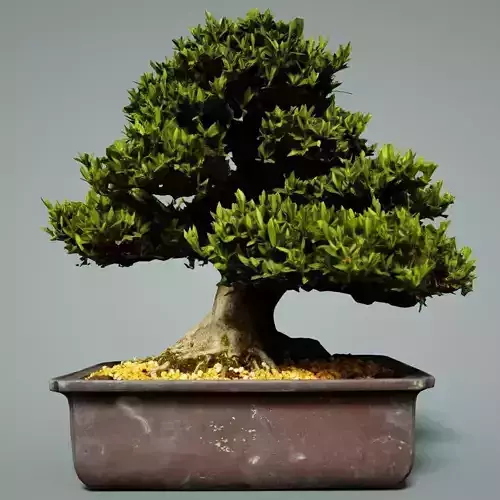 Bonsai Tree