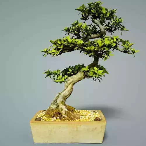 Bonsai Tree Low-poly 3D model