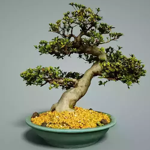 Bonsai Tree