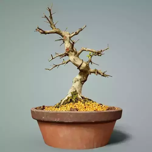 Bonsai Tree