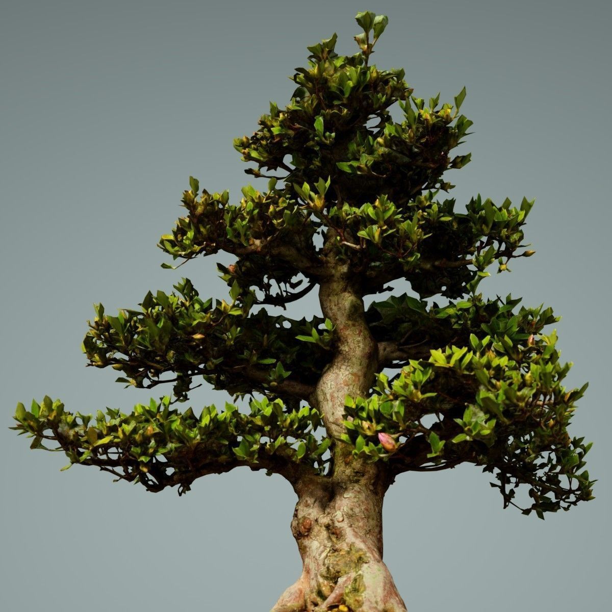 Bonsai Tree Low-poly 3D model_4