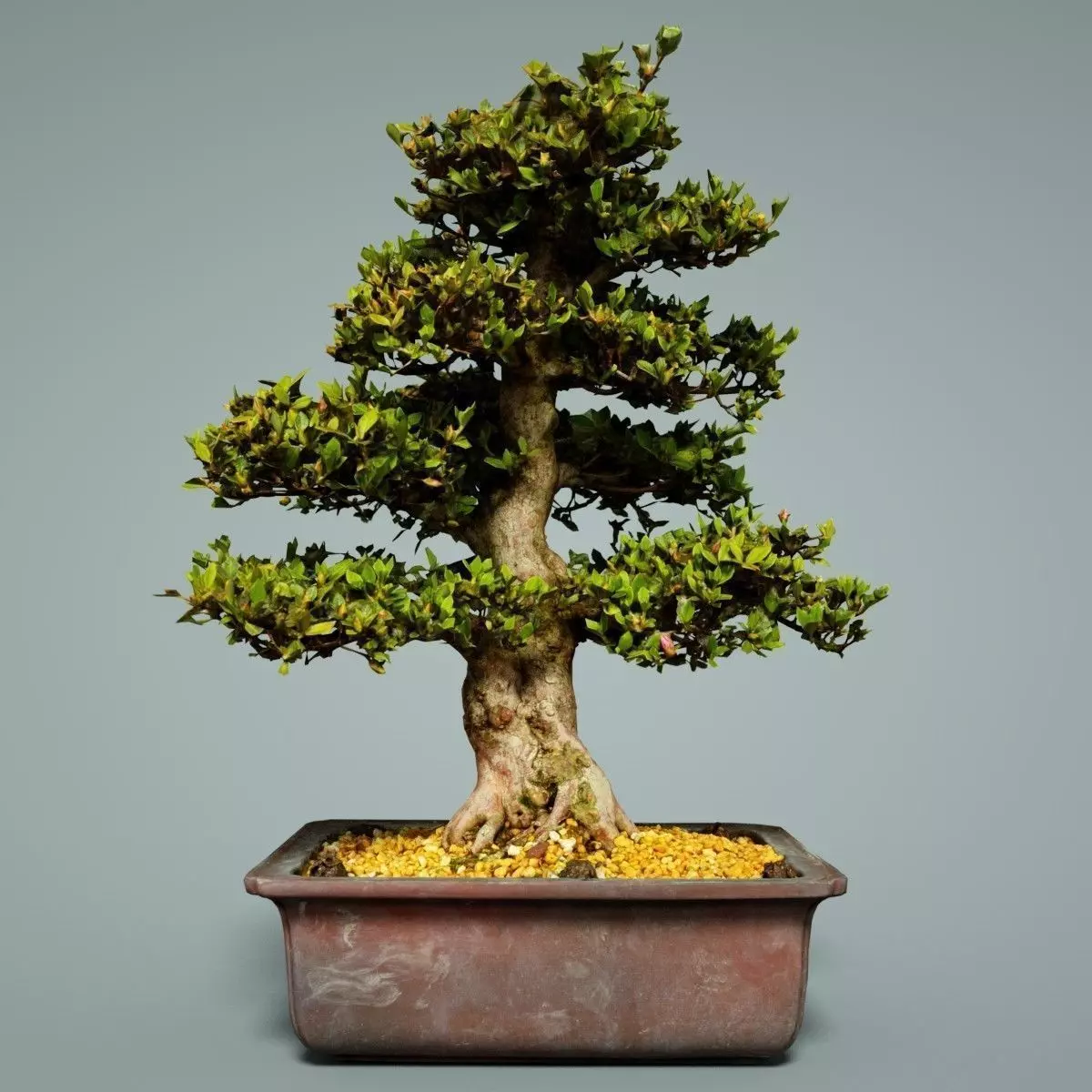 Bonsai Tree Low-poly 3D model_0
