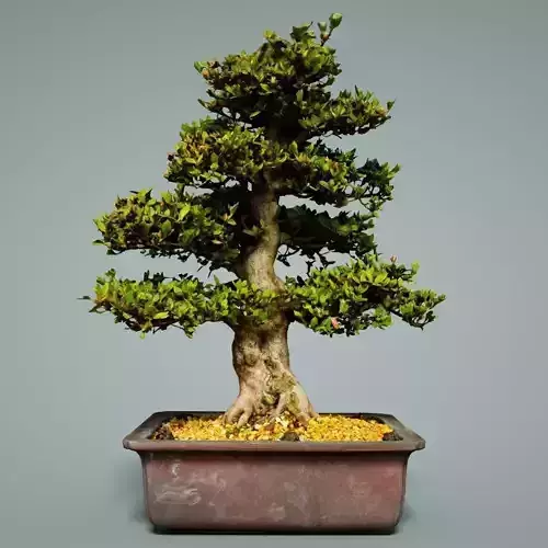 Bonsai Tree